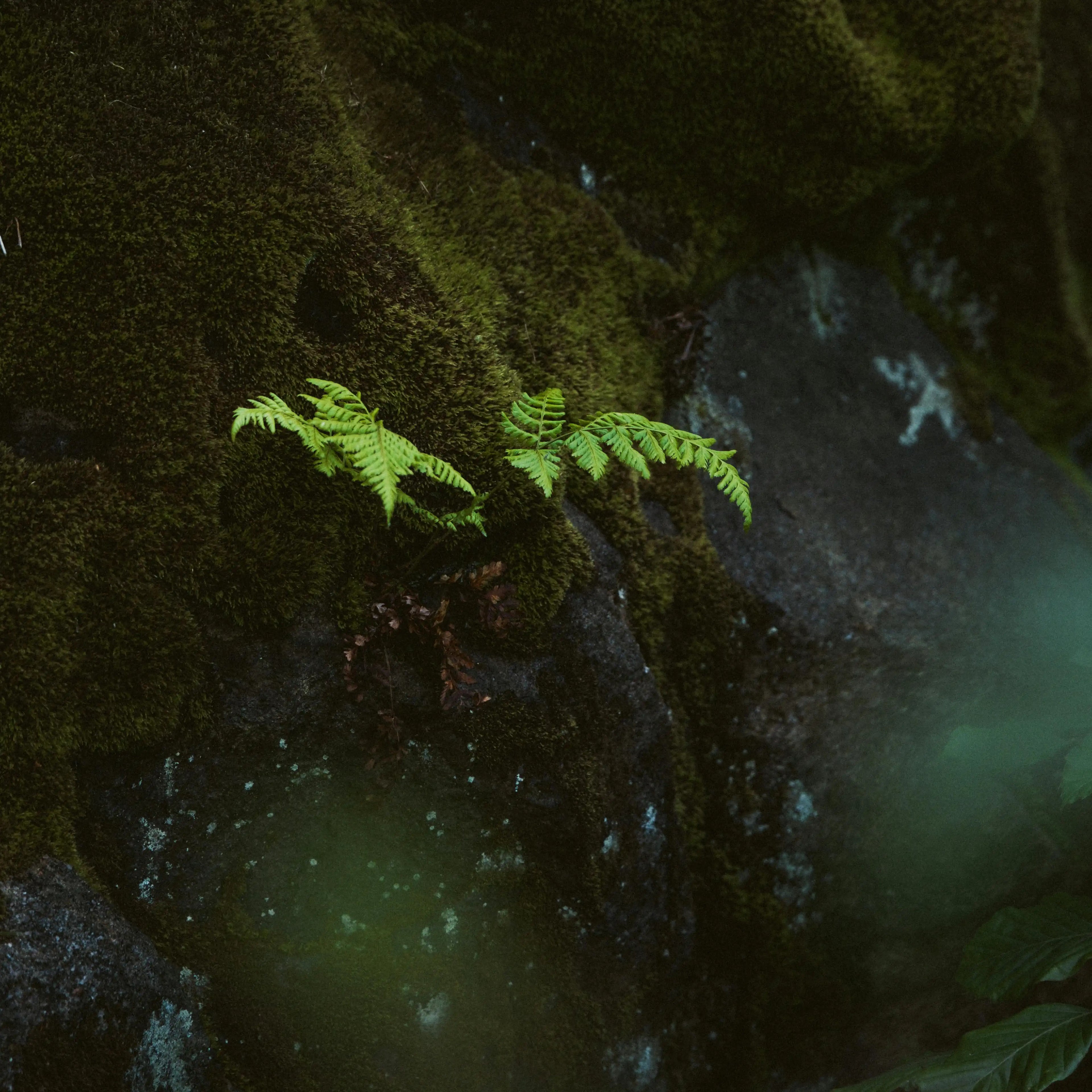 Ein leuchtend grüner Farn auf einem moosbedeckten Felsen