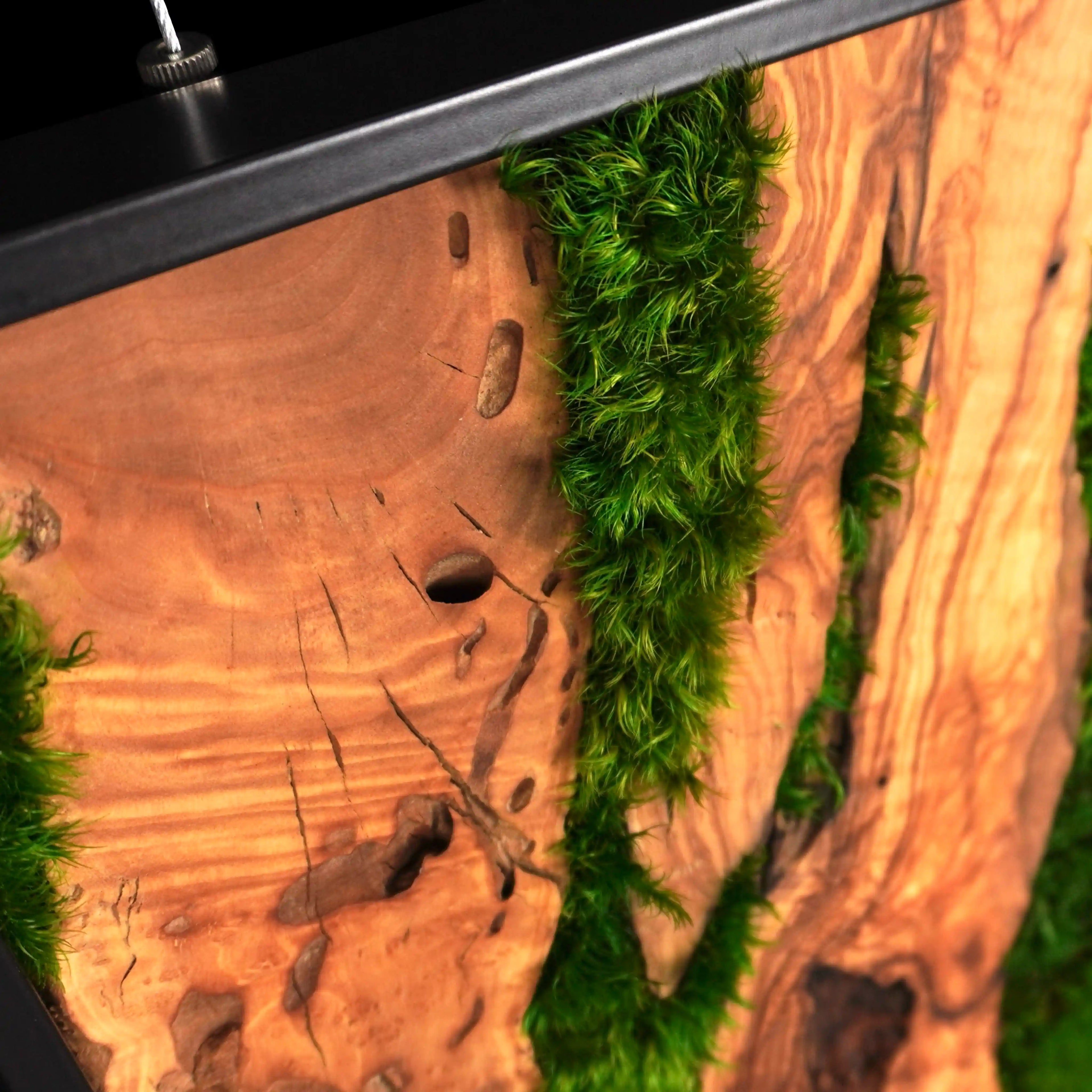 Handgemachtes Moosbild „Olive quadratisch“ in einem schwarzen Rahmen - eine stilvolle Wanddekoration aus grünen Moosen und edlem Olivenholz für eine natürliche Inneneinrichtung - Detailansicht.