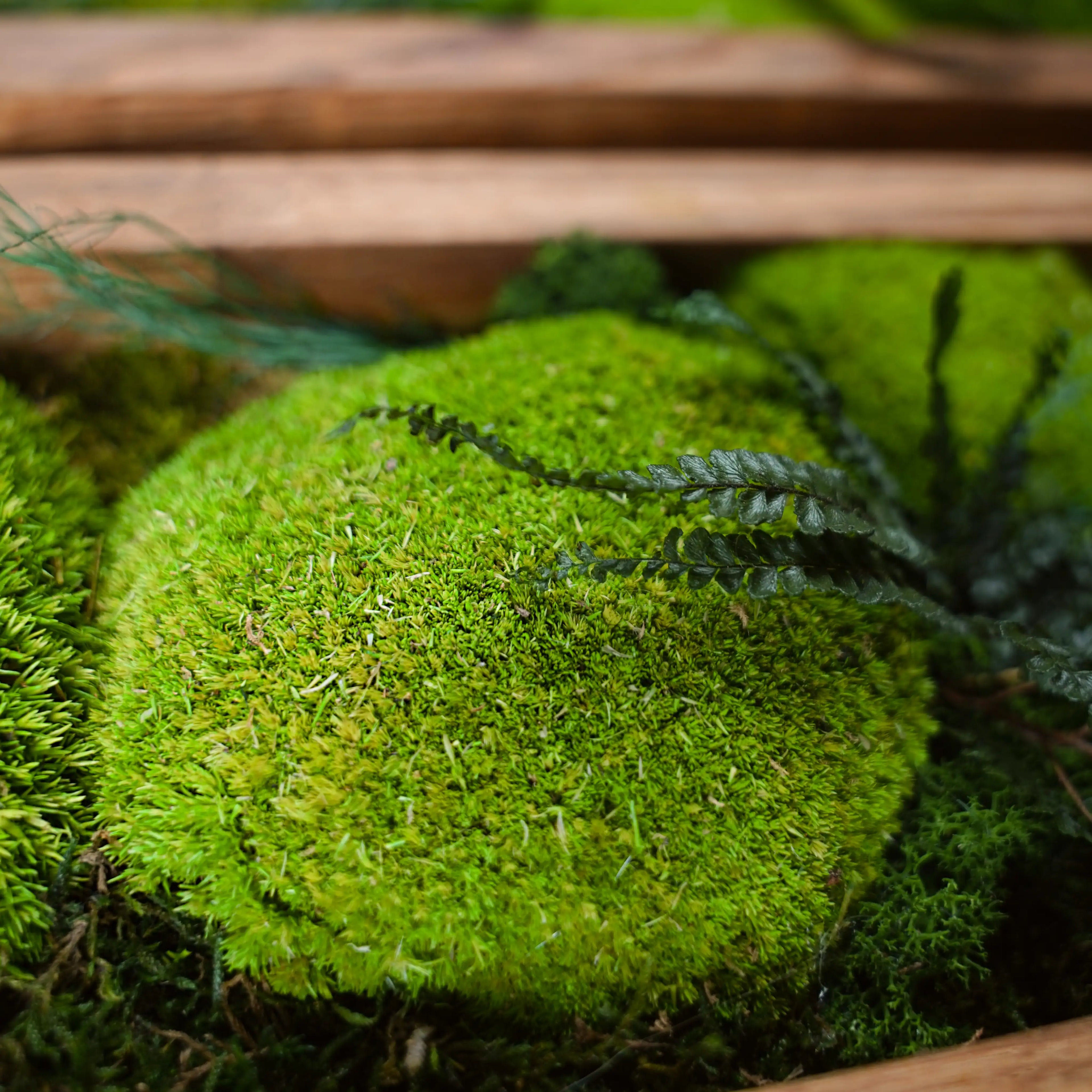 Dreiteiliges Moosbild „Triptychon“ in einem Holzrahmen - eine grüne Wanddekoration aus echten Moosen und Pflanzen für moderne Innenräume - Detailansicht.