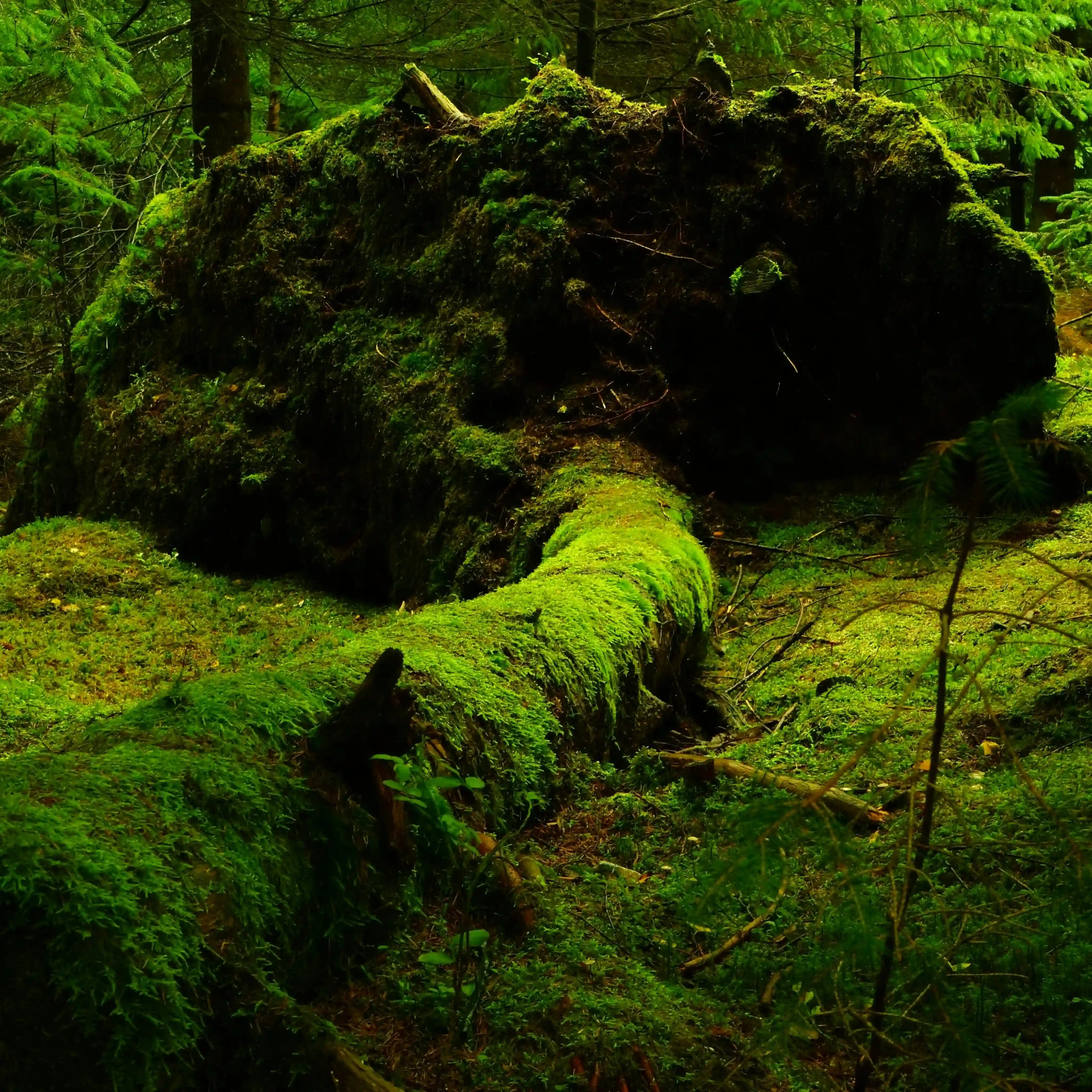 Umgefallener Baum vollständig bedeckt von leuchtend grünem Moos in einem natürlichen Wald.