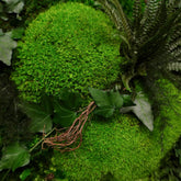 Aufwendig gestaltetes Moosbild „Dawn“ in einem Holzrahmen - eine kunstvolle Wanddekoration aus grünen Moosen und Pflanzen für geschmackvolle Innenräume - Detailansicht.