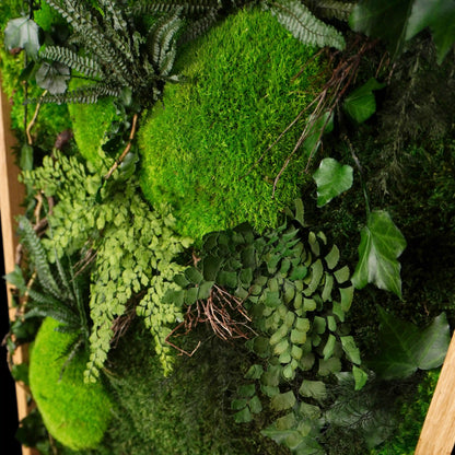 Aufwendig gestaltetes Moosbild „Dawn“ in einem Holzrahmen - eine kunstvolle Wanddekoration aus grünen Moosen und Pflanzen für geschmackvolle Innenräume - Detailansicht.