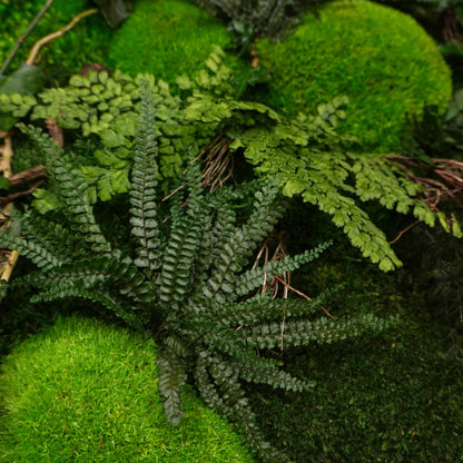 Aufwendig gestaltetes Moosbild „Dawn“ in einem Holzrahmen - eine kunstvolle Wanddekoration aus grünen Moosen und Pflanzen für geschmackvolle Innenräume - Detailansicht.