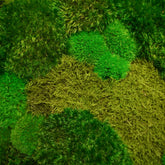 Handgefertigtes Moosbild „Hills & Valleys“ in einem Holzrahmen - eine kunstvolle Wanddekoration aus echten Moosen in verschiedenen Grüntönen, ein Stück Natur für jede Wohnung - Detailansicht.