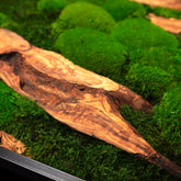 Handgemachtes Moosbild „Olive quadratisch“ in einem schwarzen Rahmen - eine stilvolle Wanddekoration aus grünen Moosen und edlem Olivenholz für eine natürliche Inneneinrichtung - Detailansicht.