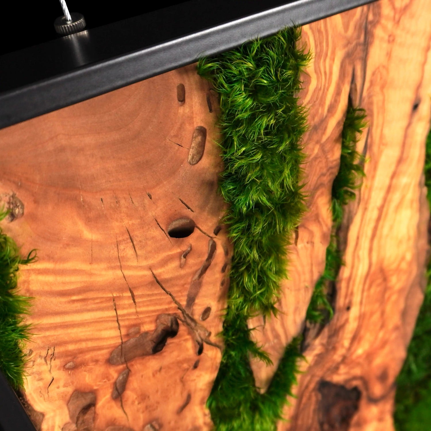 Handgemachtes Moosbild „Olive quadratisch“ in einem schwarzen Rahmen - eine stilvolle Wanddekoration aus grünen Moosen und edlem Olivenholz für eine natürliche Inneneinrichtung - Detailansicht.