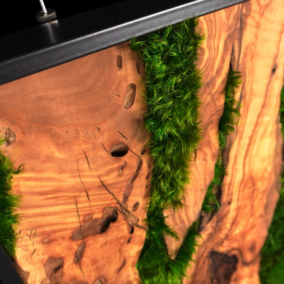 Handgemachtes Moosbild „Olive quadratisch“ in einem schwarzen Rahmen - eine stilvolle Wanddekoration aus grünen Moosen und edlem Olivenholz für eine natürliche Inneneinrichtung - Detailansicht.