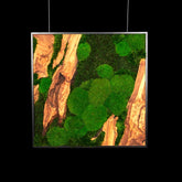 Handgemachtes Moosbild „Olive quadratisch“ in einem schwarzen Rahmen - eine stilvolle Wanddekoration aus grünen Moosen und edlem Olivenholz für eine natürliche Inneneinrichtung - Frontansicht.