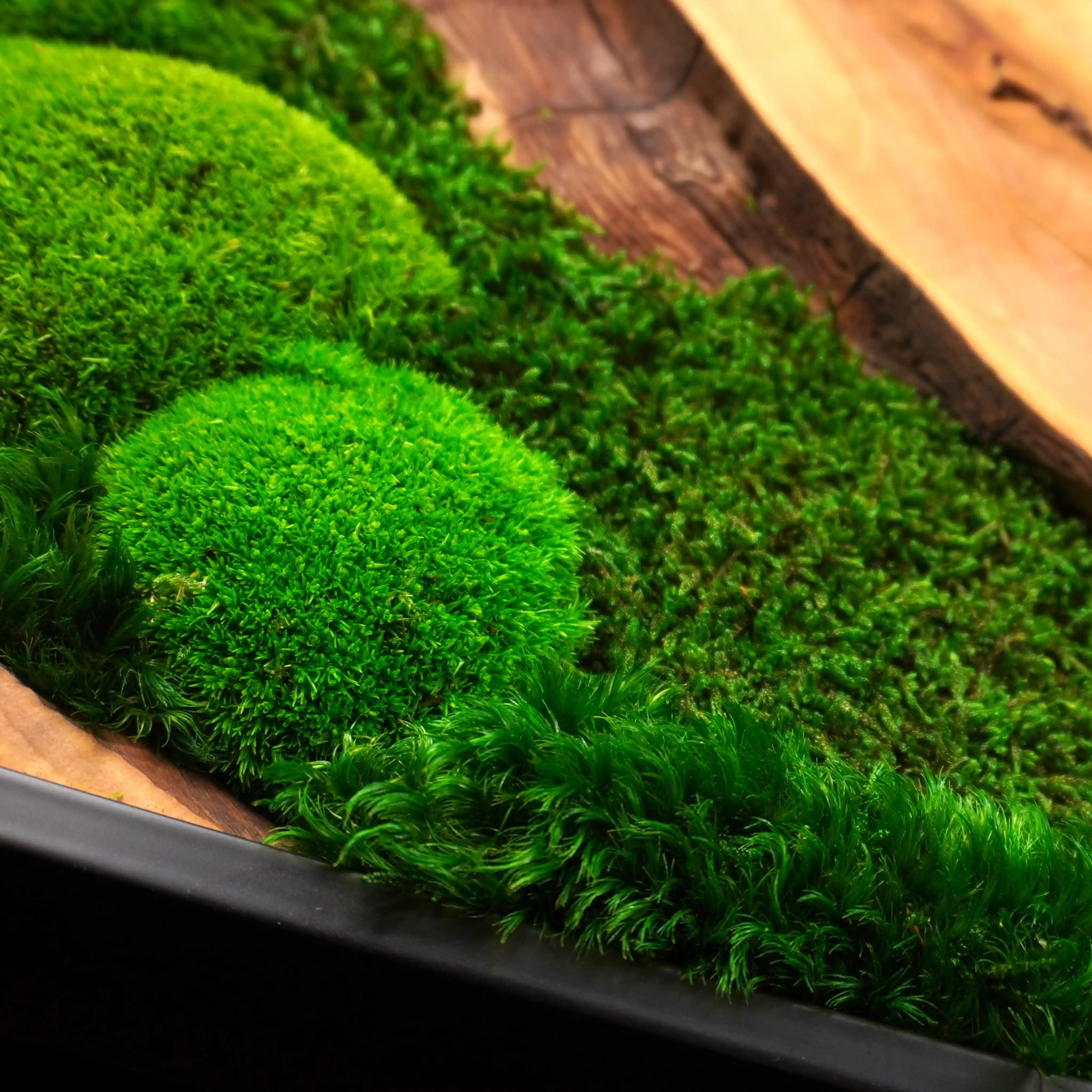 Dreiteiliges Moosbild „Olive Veins“ in schwarzen Aluminiumrahmen - eine hochwertige Wanddekoration aus echten Moosen und natürlichem Olivenholz für moderne Wohnräume - Detailansicht.