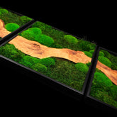Dreiteiliges Moosbild „Olive Veins quadratisch“ in schwarzen Aluminiumrahmen - eine hochwertige Wanddekoration aus echten Moosen und natürlichen Olivenholz für moderne Wohnräume - Detailansicht.