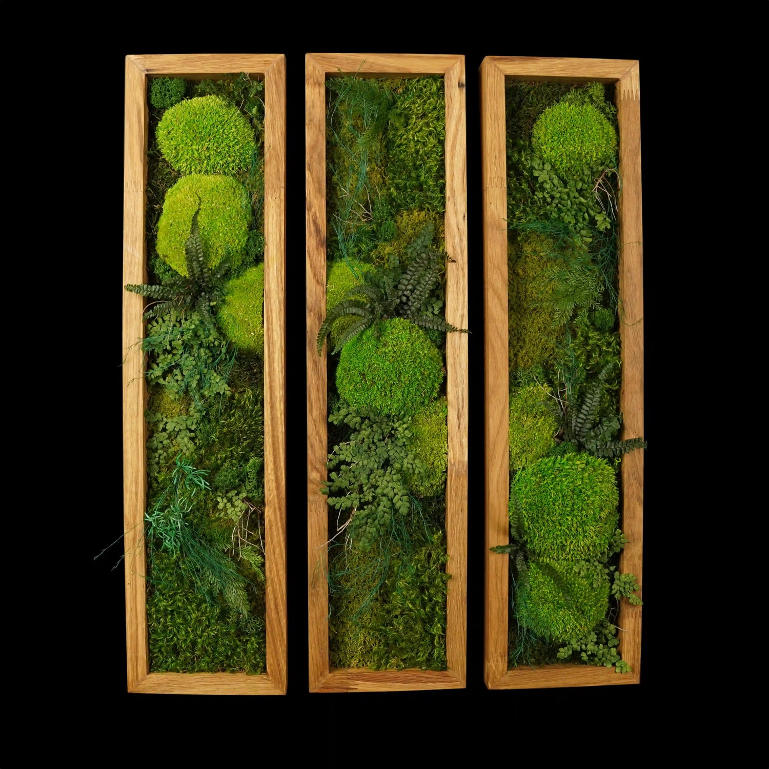Dreiteiliges Moosbild „Triptychon“ in einem Holzrahmen - eine grüne Wanddekoration aus echten Moosen und Pflanzen für moderne Innenräume - Frontansicht.