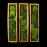 Dreiteiliges Moosbild „Triptychon“ in einem Holzrahmen - eine grüne Wanddekoration aus echten Moosen und Pflanzen für moderne Innenräume - Frontansicht.