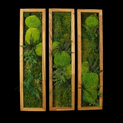 Dreiteiliges Moosbild „Triptychon“ in einem Holzrahmen - eine grüne Wanddekoration aus echten Moosen und Pflanzen für moderne Innenräume - Frontansicht.