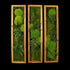 Dreiteiliges Moosbild „Triptychon“ in einem Holzrahmen - eine grüne Wanddekoration aus echten Moosen und Pflanzen für moderne Innenräume - Frontansicht.