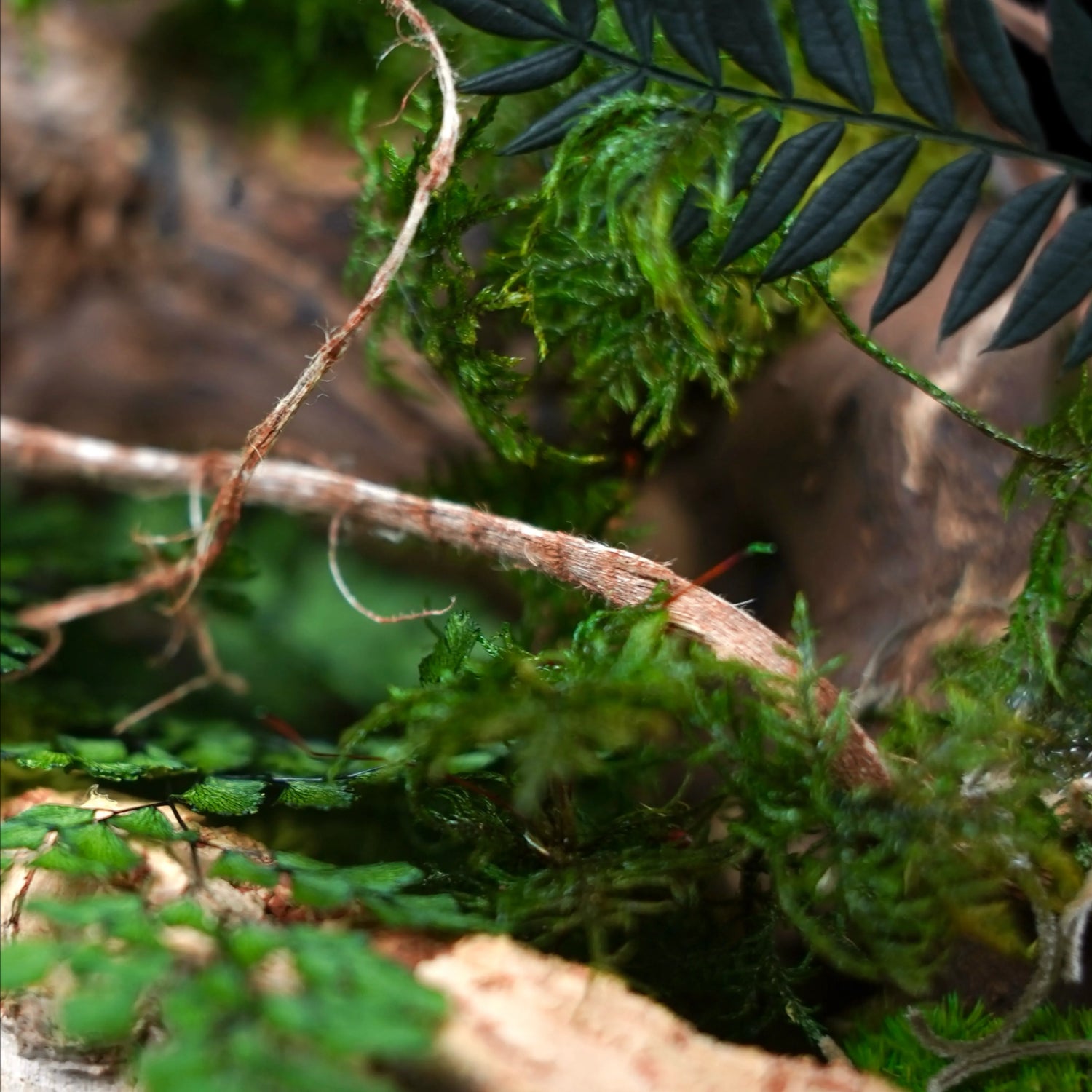 Moosgarten ‚Louisiana‘ - handgemachte Tischdekoration aus stabilisierten grünen Moosen, Pflanzen und Kork - Detailansicht.