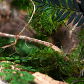 Moosgarten ‚Louisiana‘ - handgemachte Tischdekoration aus stabilisierten grünen Moosen, Pflanzen und Kork - Detailansicht.