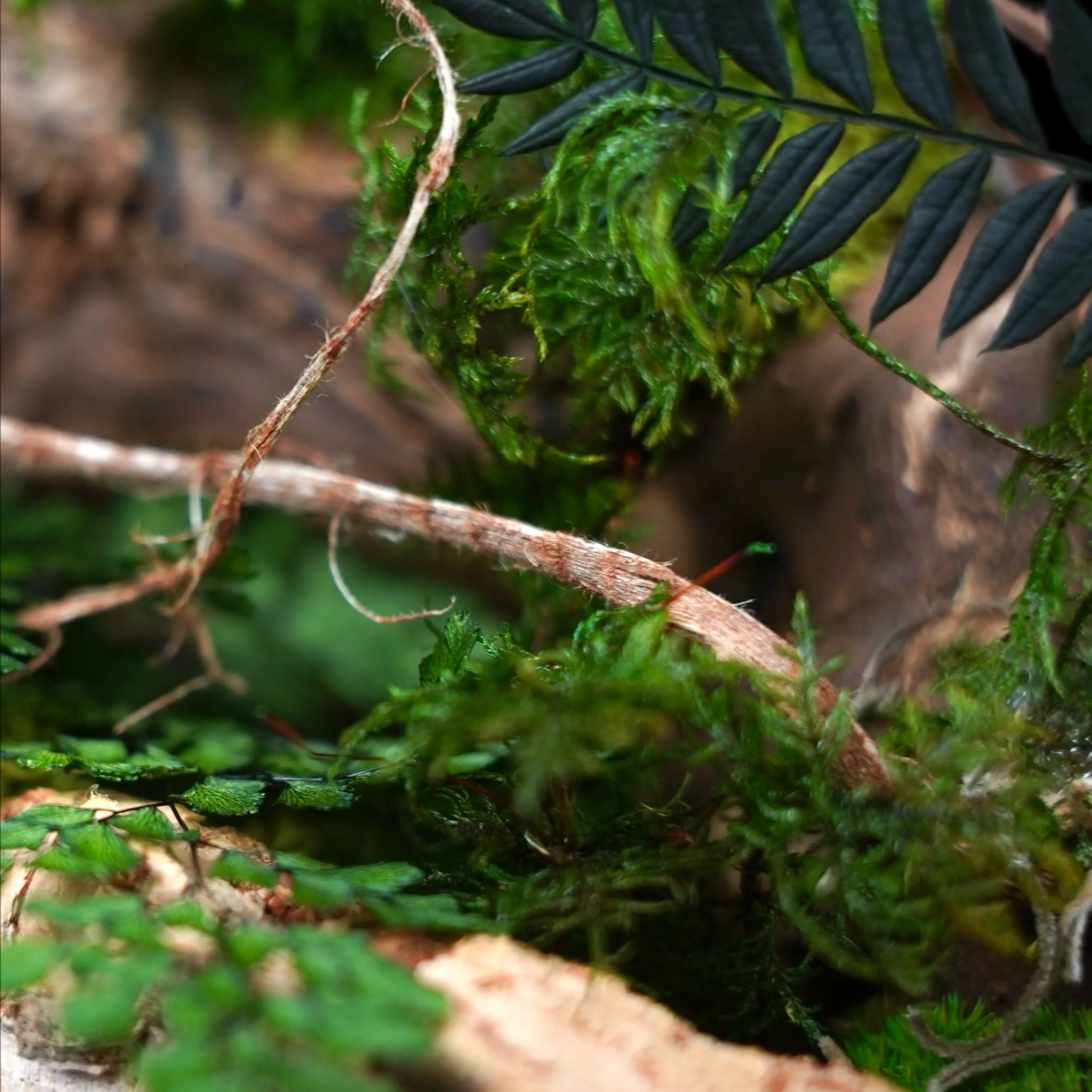 Moosgarten ‚Louisiana‘ - handgemachte Tischdekoration aus stabilisierten grünen Moosen, Pflanzen und Kork - Detailansicht.