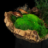 Moosgarten ‚Walden‘ - handgemachte Tischdekoration aus stabilisierten grünen Moosen, Pflanzen und Kork - Detailansicht.