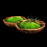 Zwei Moosschalen "Center“ aus echten Moosen, Farnen und edlem Holz mit und ohne vegetativer Gestaltung in der Frontansicht - eine ideale Tischdekoration für Innenräume.