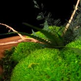 Moosschale "Center“ aus echten Moosen, Farnen und edlem Holz in der Detailansicht - eine ideale Tischdekoration für Innenräume.